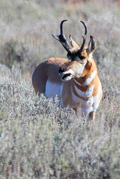A pronghorn buck stands in a field of sagebrush in Grand Teton National Park.