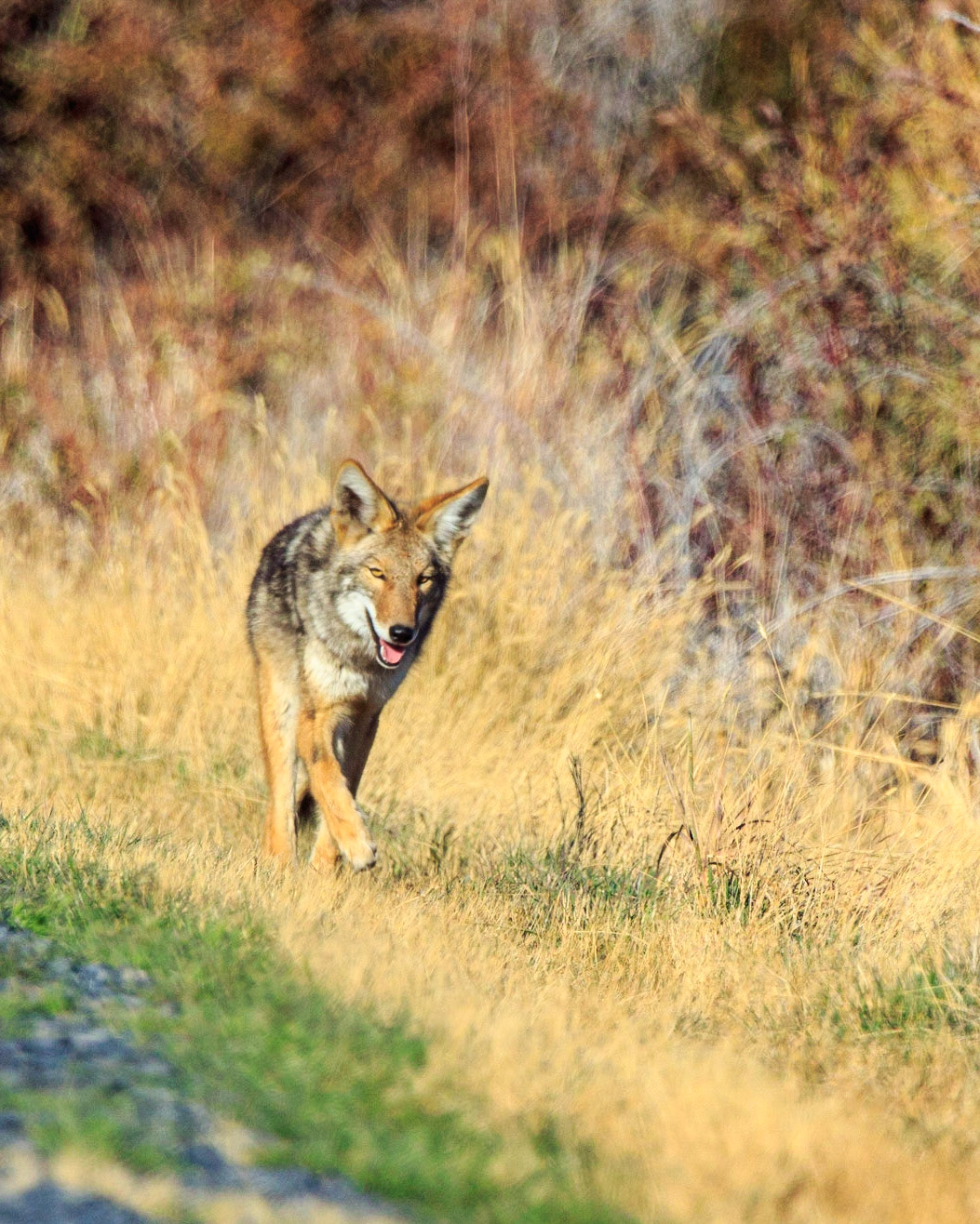 A coyote trots along the East Canal Road at Malheur National Wildlife Refuge