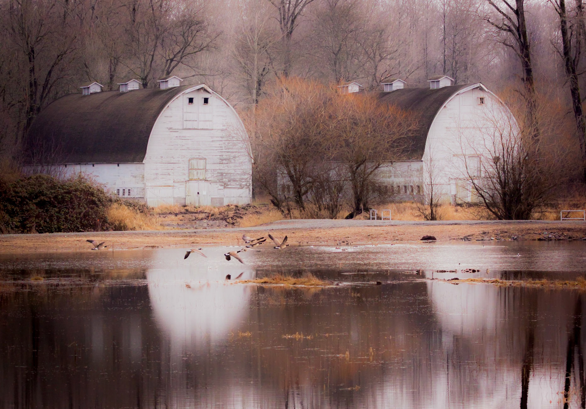 A flock of geese fly past the old Nisqually Barns on an autumn day