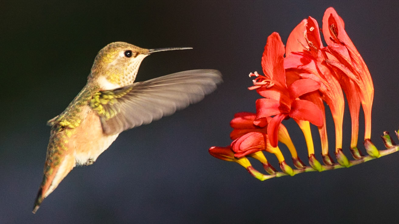 An Annas Hummingbird hovers before blossoms of crocosima lucifer deciding which one to  start with.