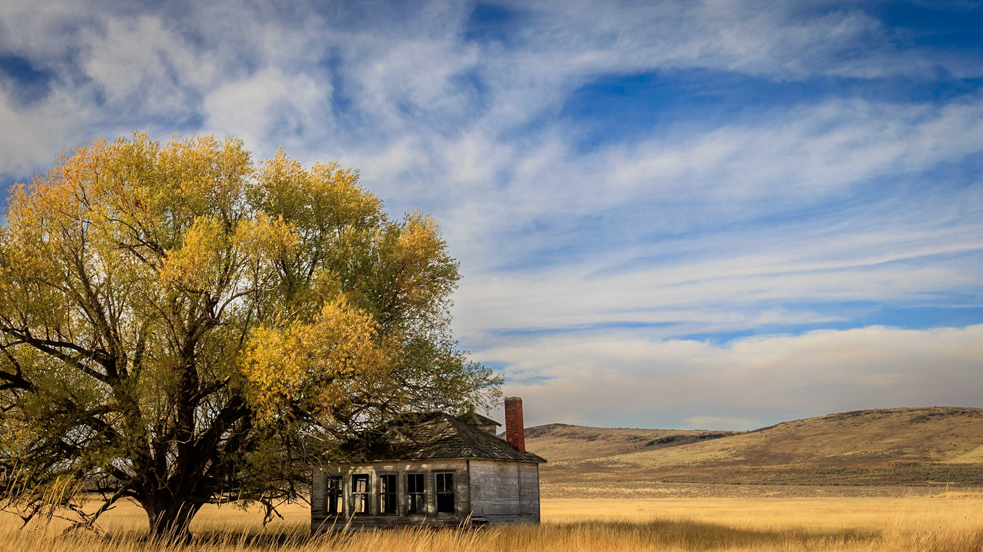 An old abandoned home takes some protection from a cottonwood tree that has spread its branches above it.