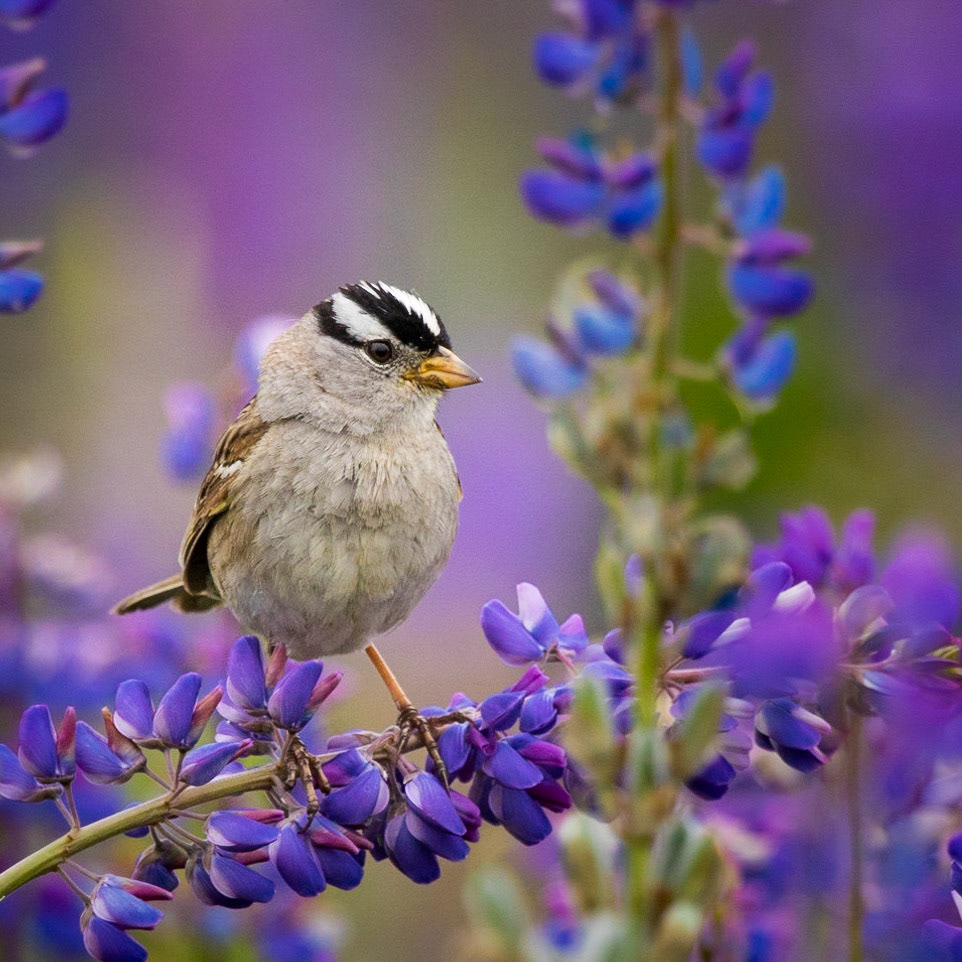 A White Crowned Sparrow perches on the head of a purple lupine.