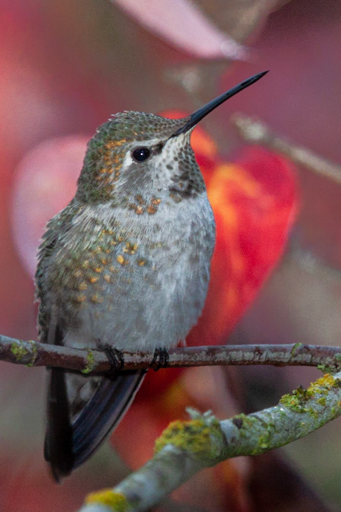 This Anna's Hummingbird is one of several that make our garden their home. At this time of year, the color of the leaves eclipse the show put on by the birds in the spring.