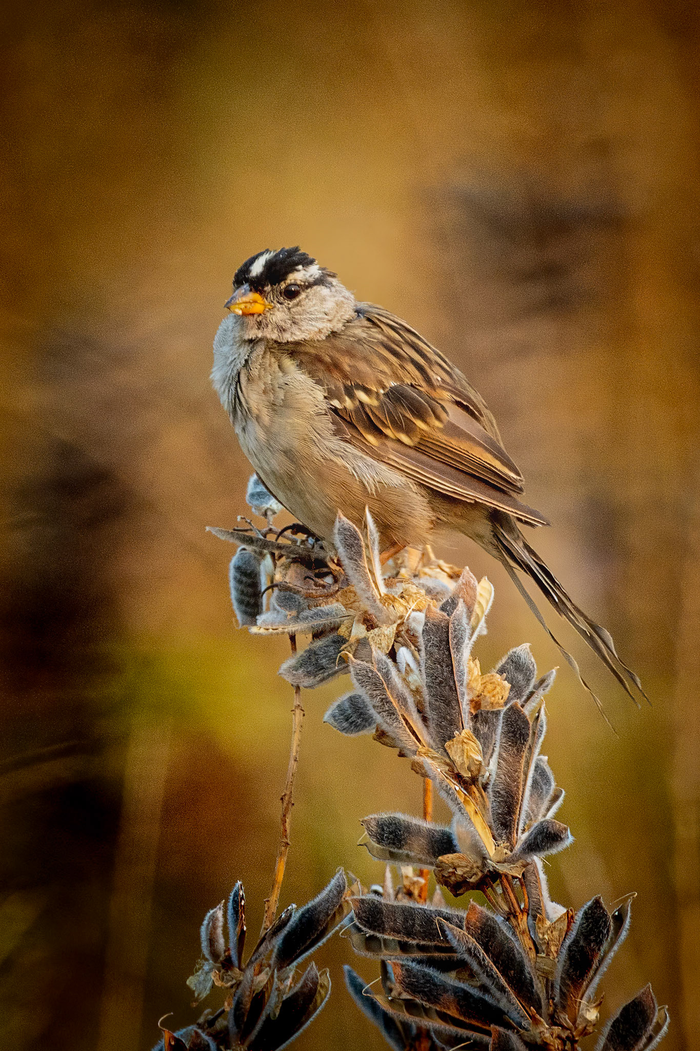 Actually shot in August, this White-Crowned Sparrow was perched on the seed head of a spent Lupine.
