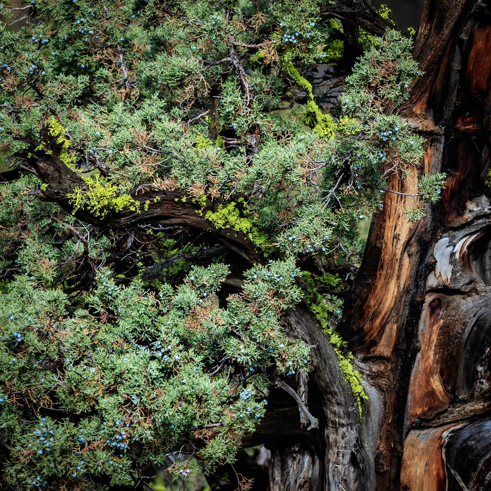 A gnarly juniper tree shows off its dark red grain and bright green lichen after a rainstorm