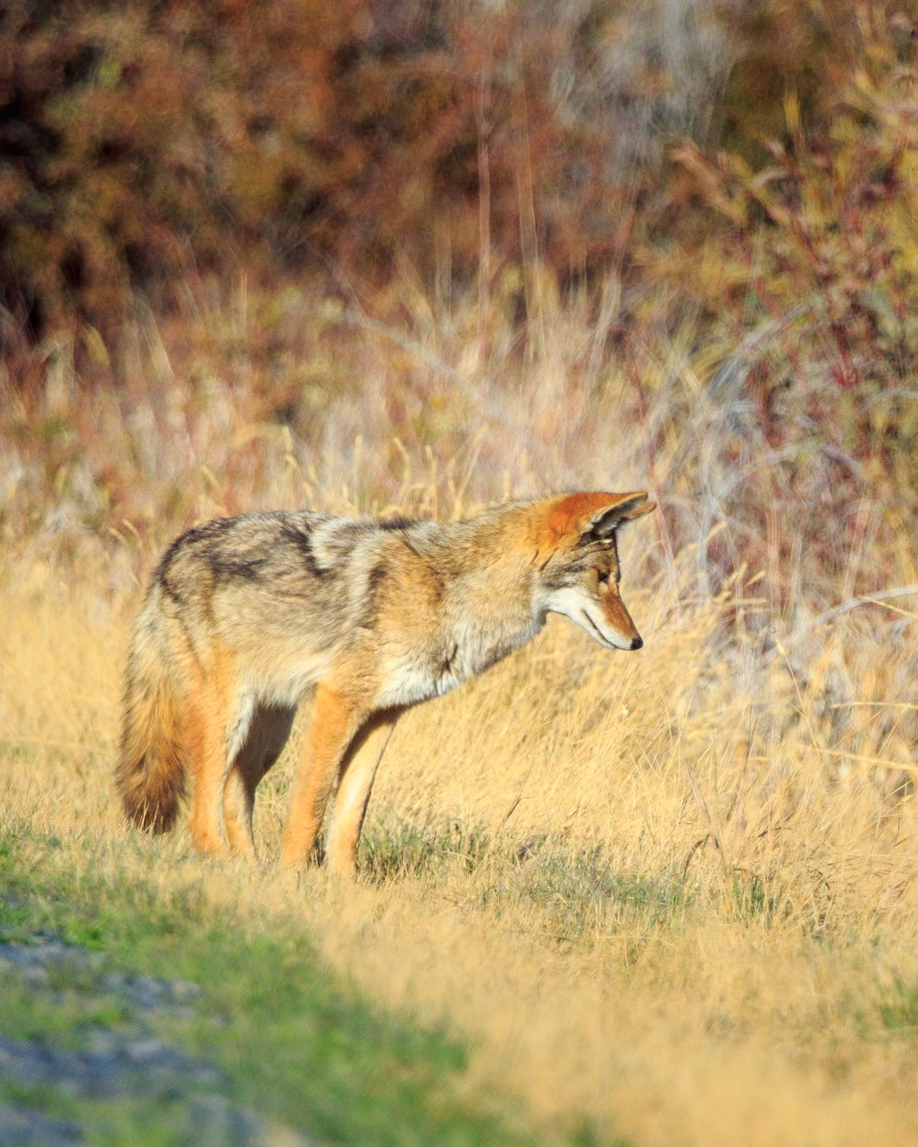 A Coyote examines the grass beside the East Canal Road at the south end of Malheur National Wildlife Refuge. Perhaps there is a mouse there for dinner.