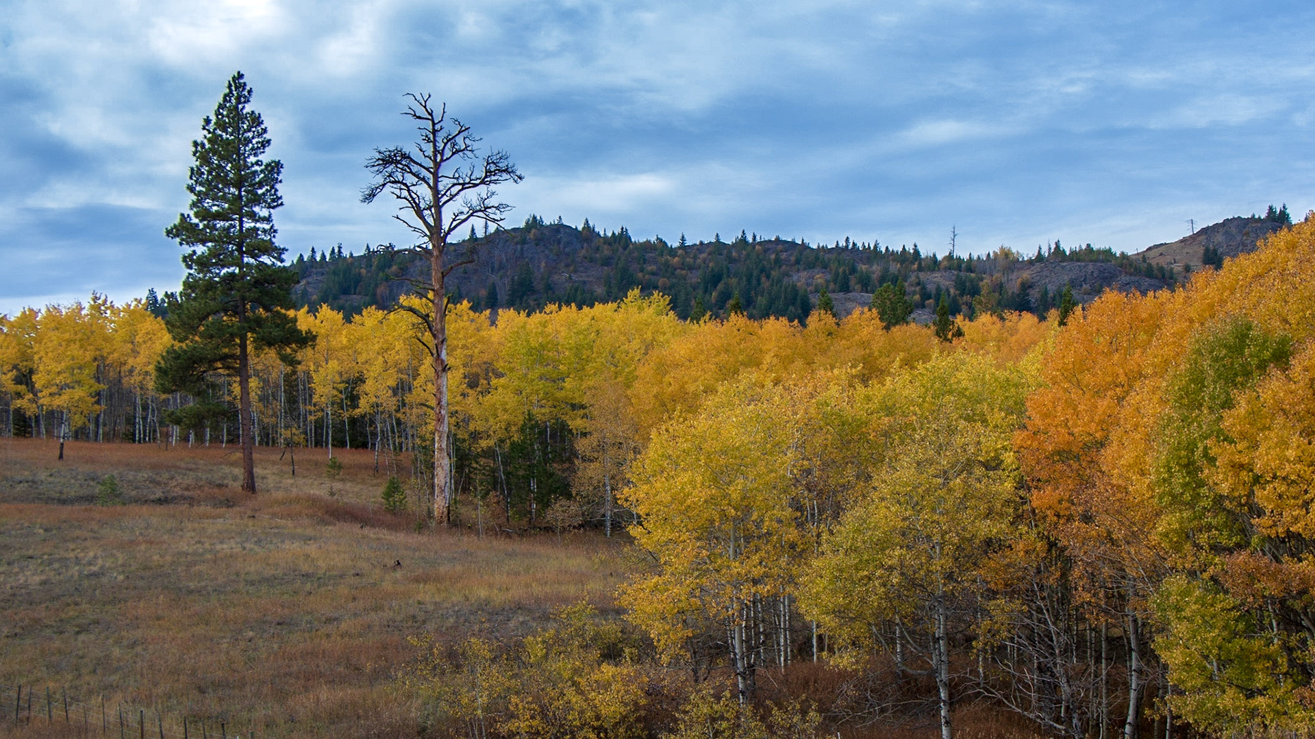 Surrounded by autumn splendor, a Ponderosa Pine stands as a sentinel to its dead brother. Probably attacked by Mountain Pine Beetle, one could not survive, while its partner seems to be thriving. Such are the quirks of mother nature.