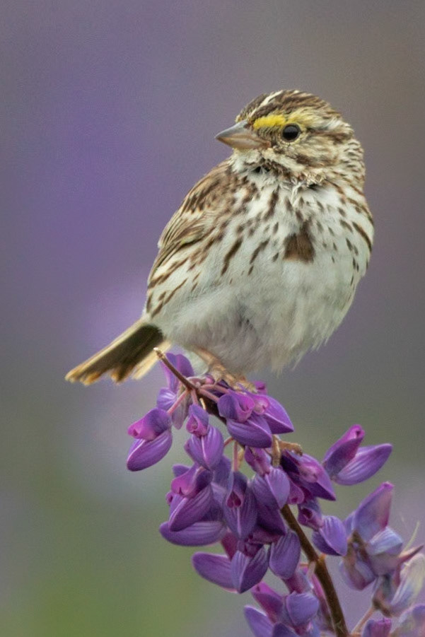 A Savannah Sparrow perches atop the blooms of a Lupine.
