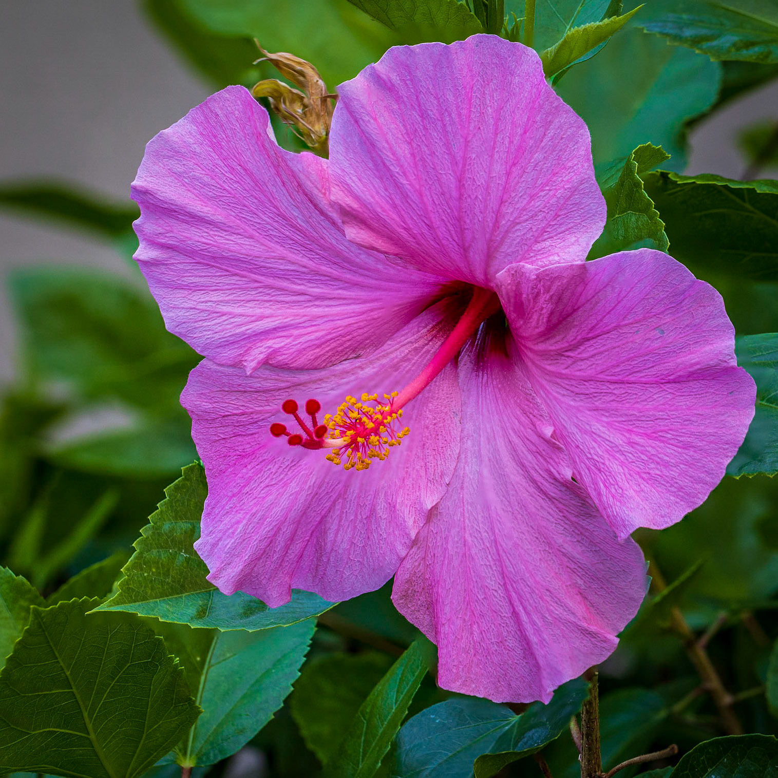 Hibiscus - Another focus stack.