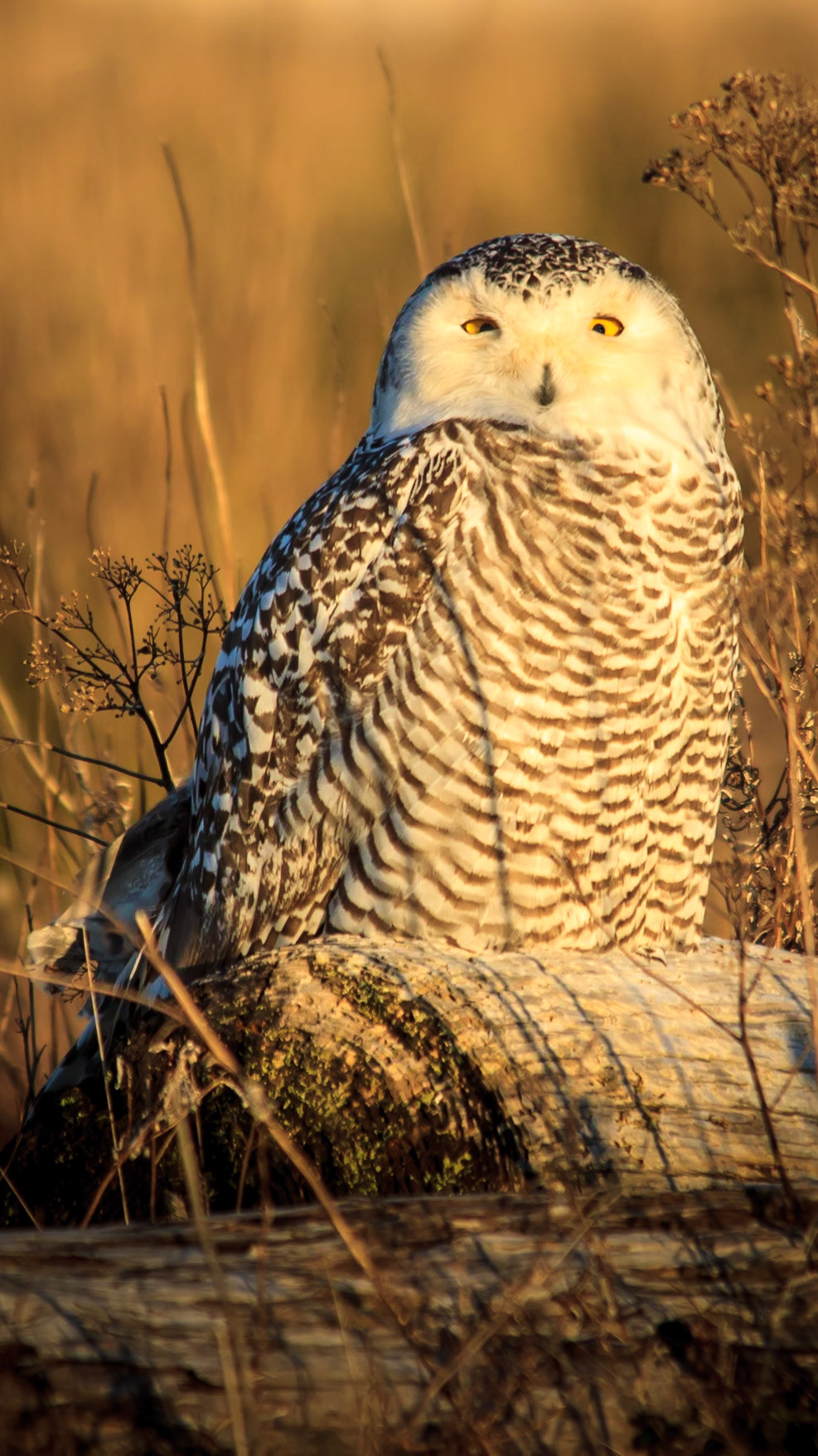 A female snowy owl watches the from her perch in Damon Point State Park, at Ocean Shores, WA.