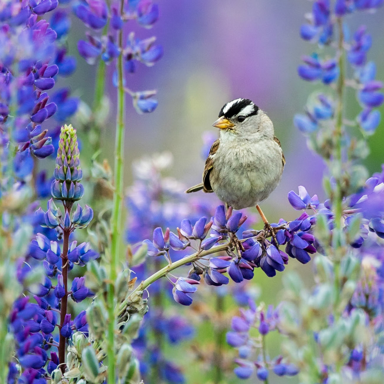 A White Crowned Sparrow perches on the head of a purple lupine.