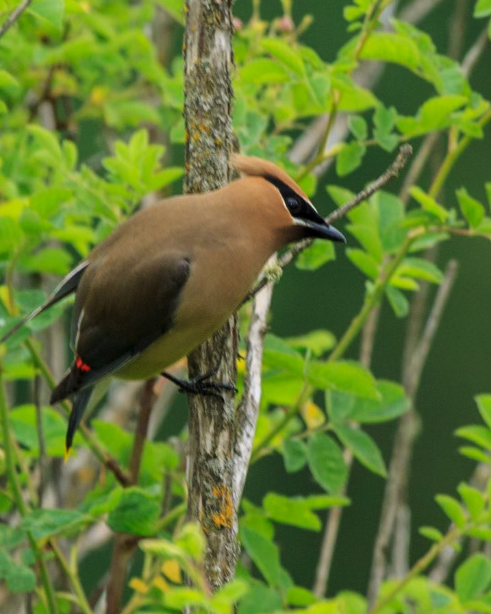 A Cedar Waxwing perches on a bush beside the Orting Trail near South Prairie.