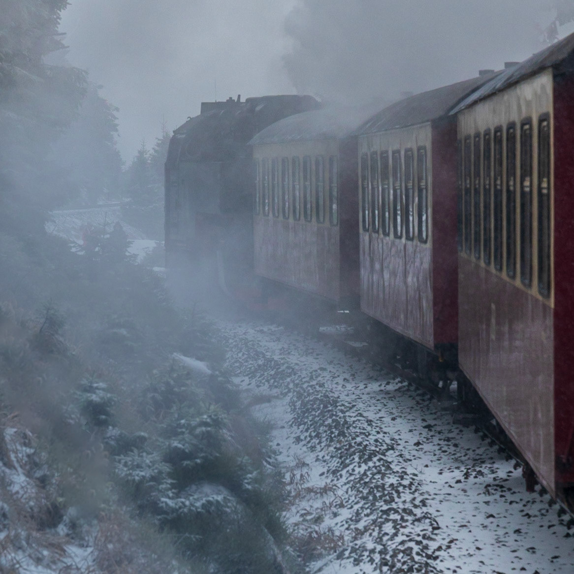 Steaming through the forest. An HSB Steam driven locomotive pulls its train of carriages along the narrow gauge tracks of the Harz Mountains in Germany.