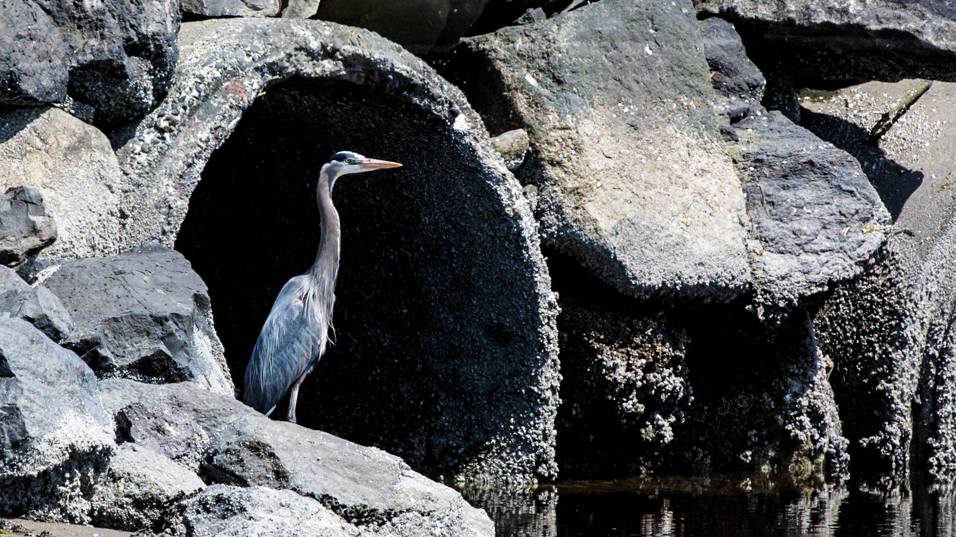 A Great Blue Heron is framed in the culvert that allows Clear Creek to flow in to Dyes Inlet in Silverdale, WA.