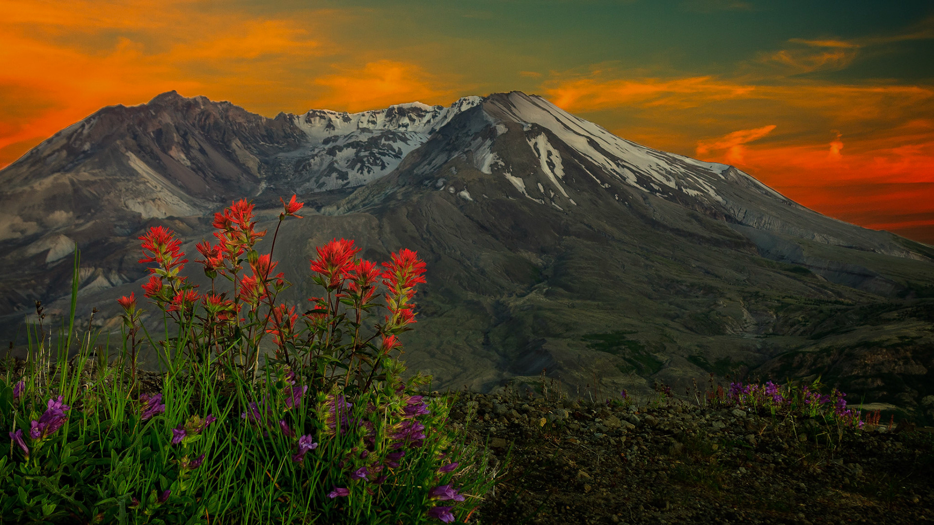Indian Paint Brush highlight this view of the caldera of Mt St Helens as the setting sun turns the surrounding clouds red.