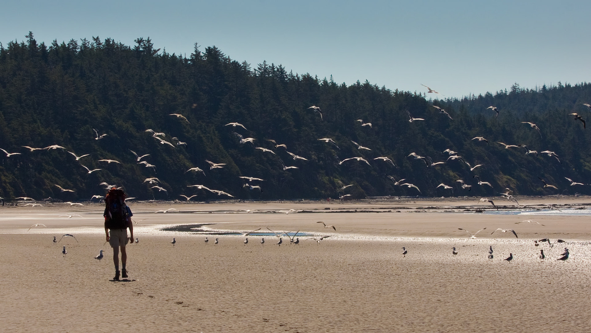 Hiking south along the shore south of Sandpoint in Olympic National Park, we disturbed more than one flock of seagulls.