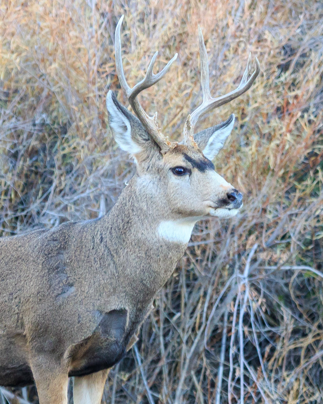 It was near rutting time. It was at Page Springs Recreation Area in Southeast Oregon. It is a magnificent Mule Deer Buck.