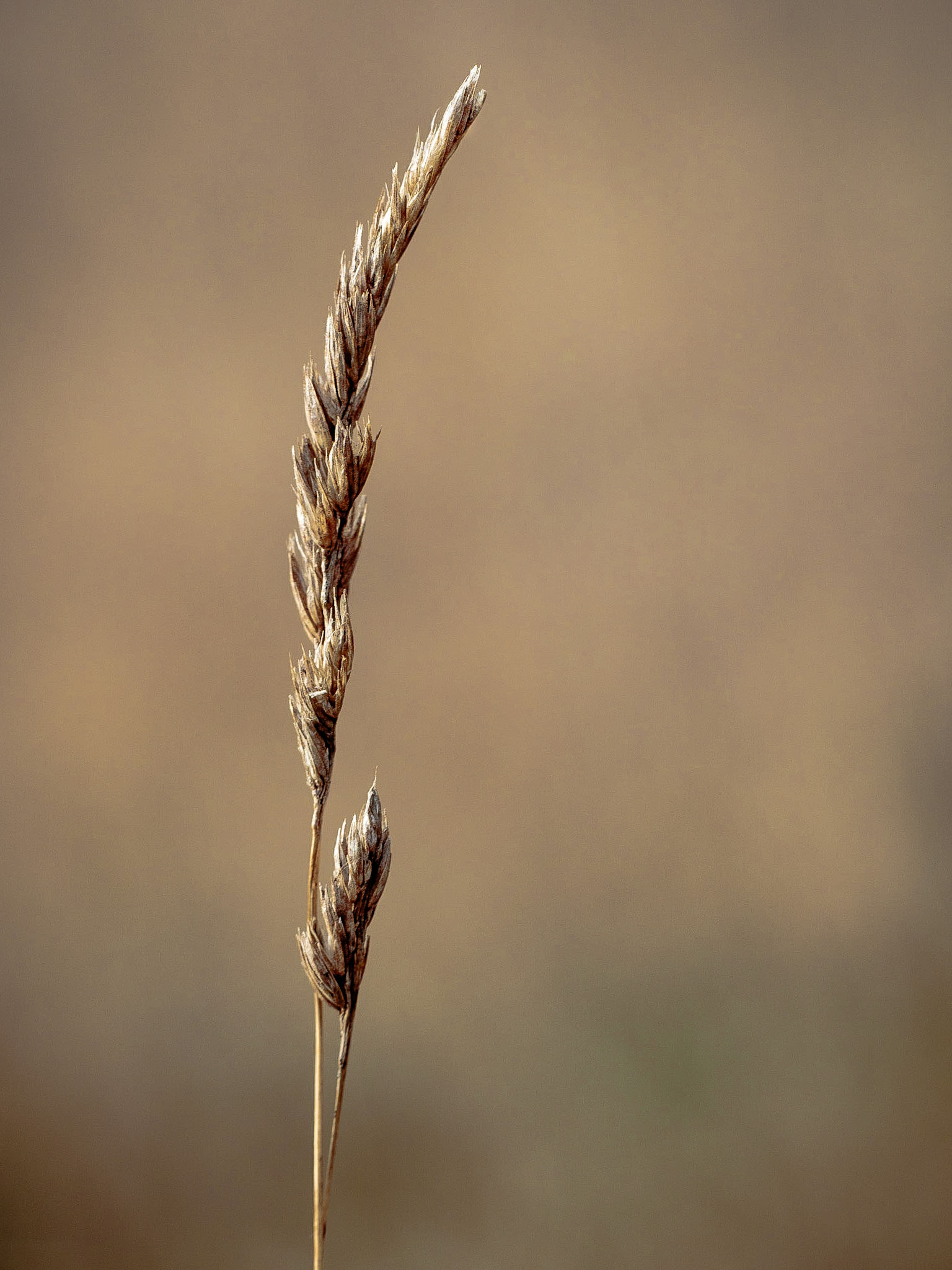 A stalk of grass against the dried out winter field