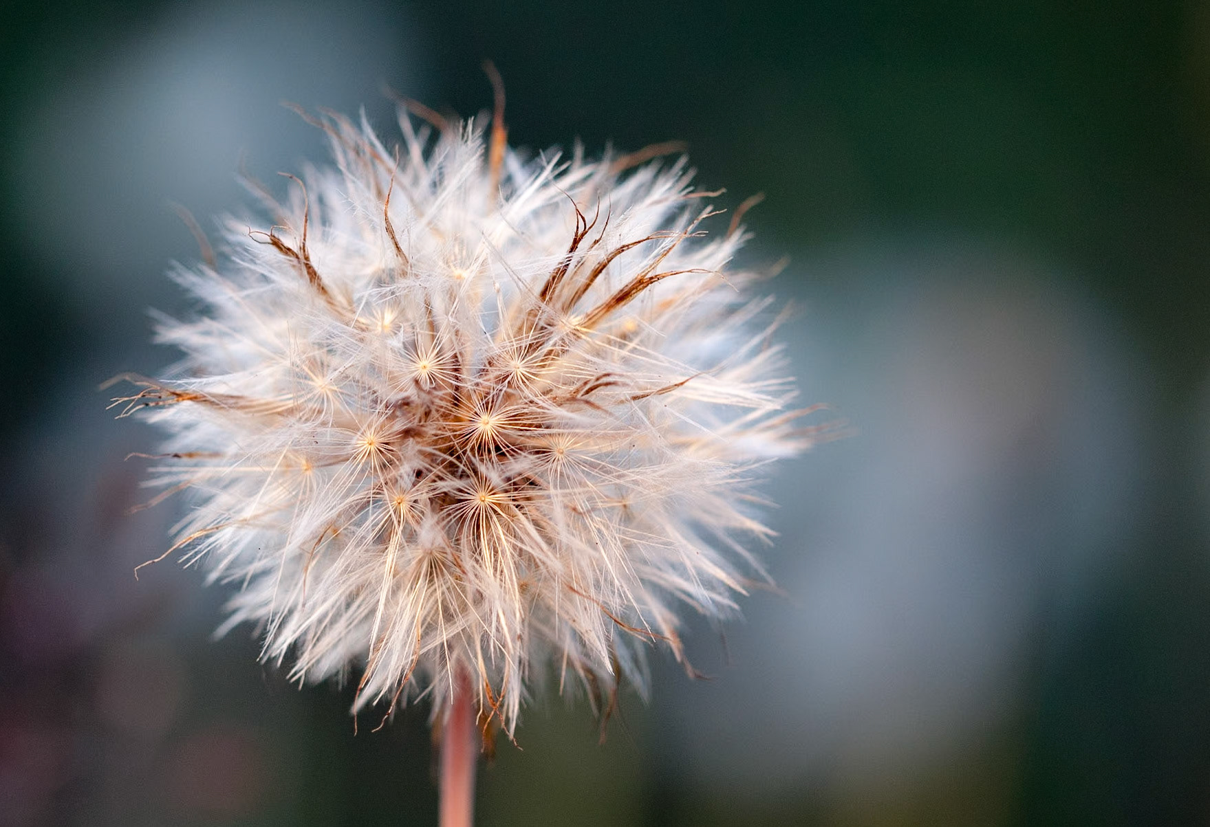 A dandilion. Ready to release its seeds on the next passing breeze.