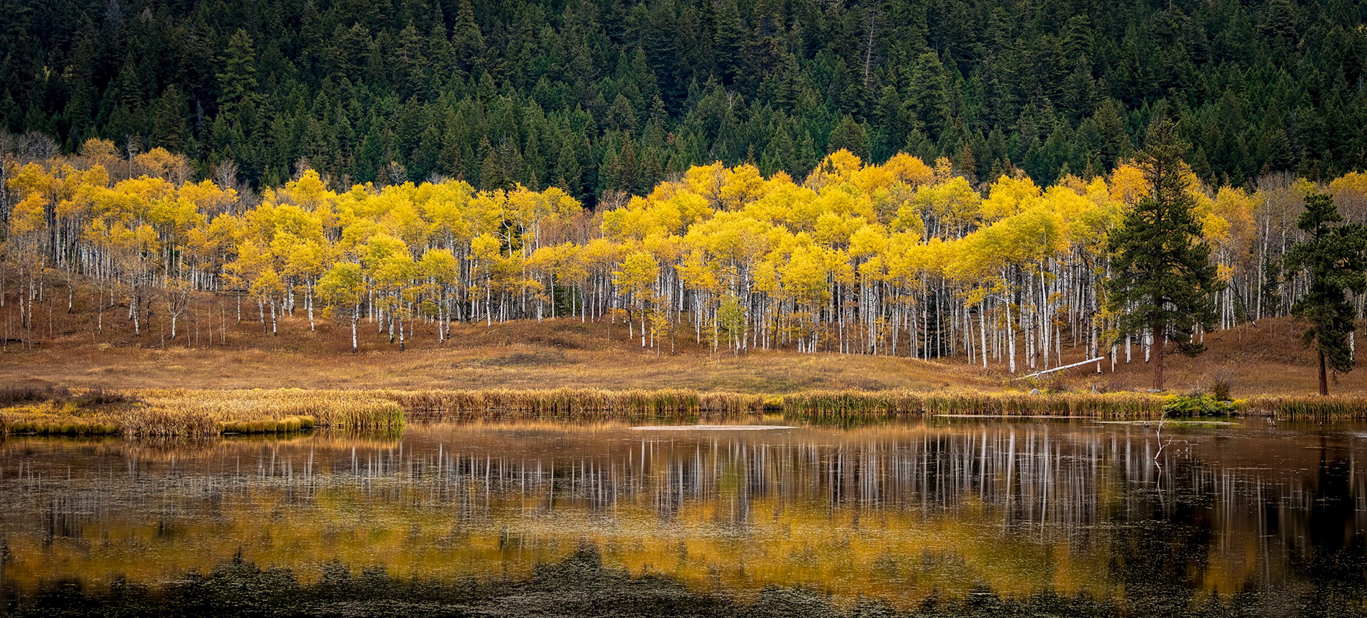 Golden Aspens reflect on a pond along Otter Creek near Aspen Grove, BC.