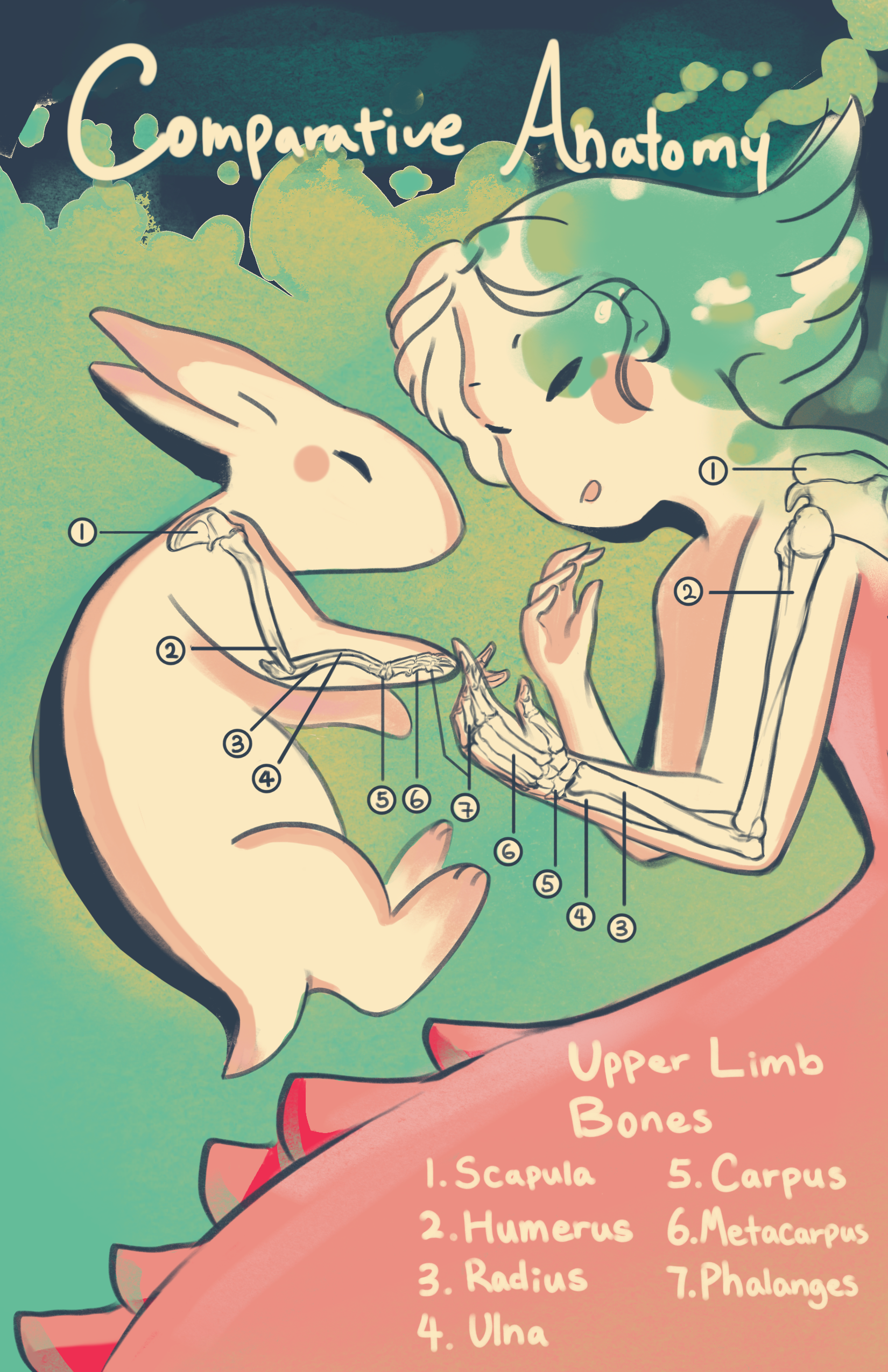Comparative Anatomy
