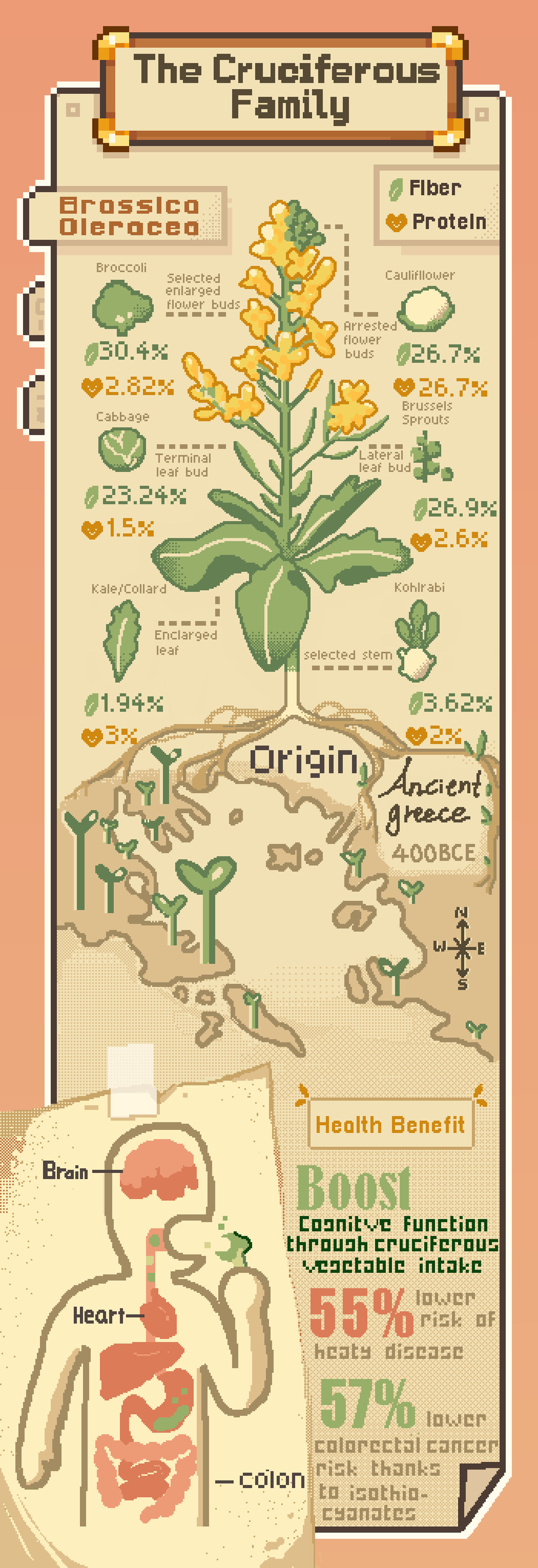 The cruciferous family