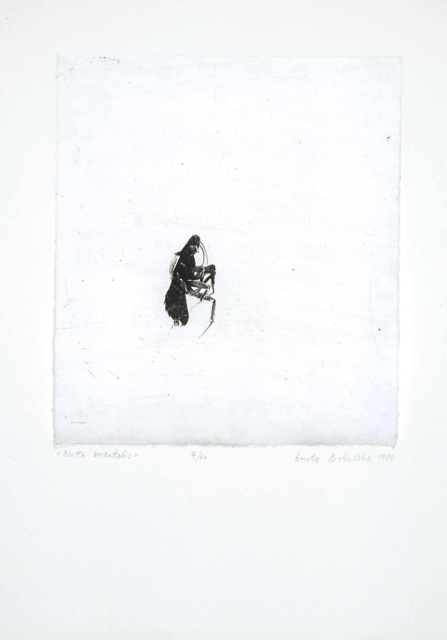 BLATTA ORIENTALIS   |   17×19 cm   |   heliograwiura   |   260 zł