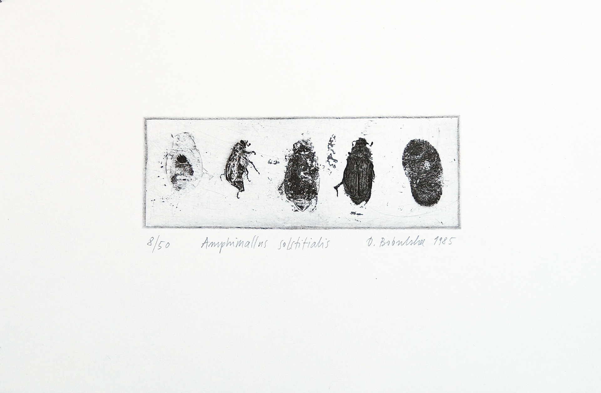 AMPHIMALLUS SOLSTITIALIS   |   14,5×5 cm   |   akwaforta z akwatintą   |   260 zł
