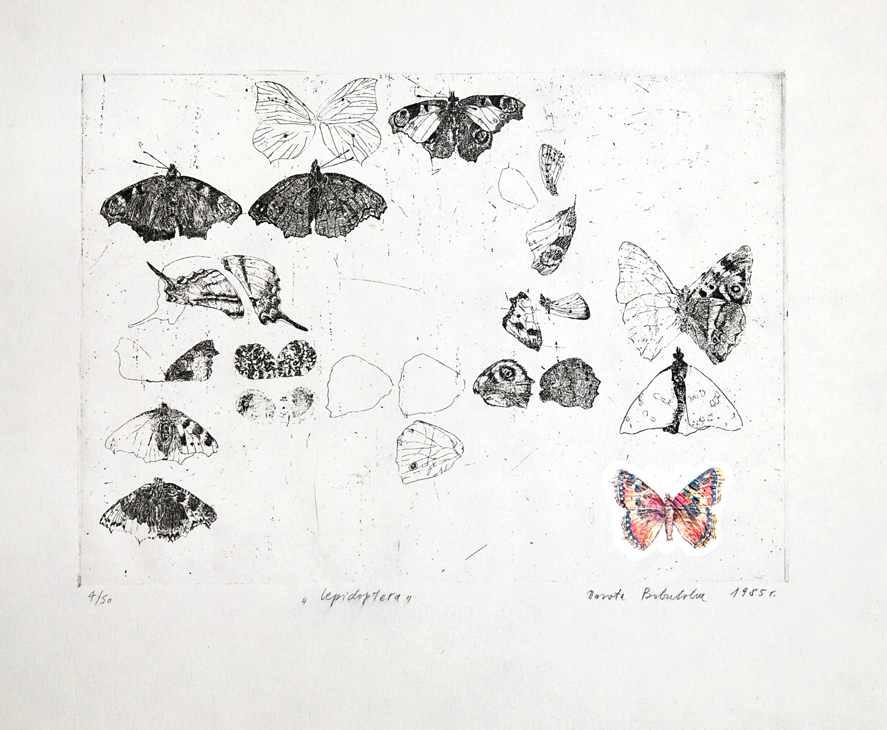LEPIDOPTERA   |   29,5 x 21,5 cm   |   akwaforta   |   500 zł