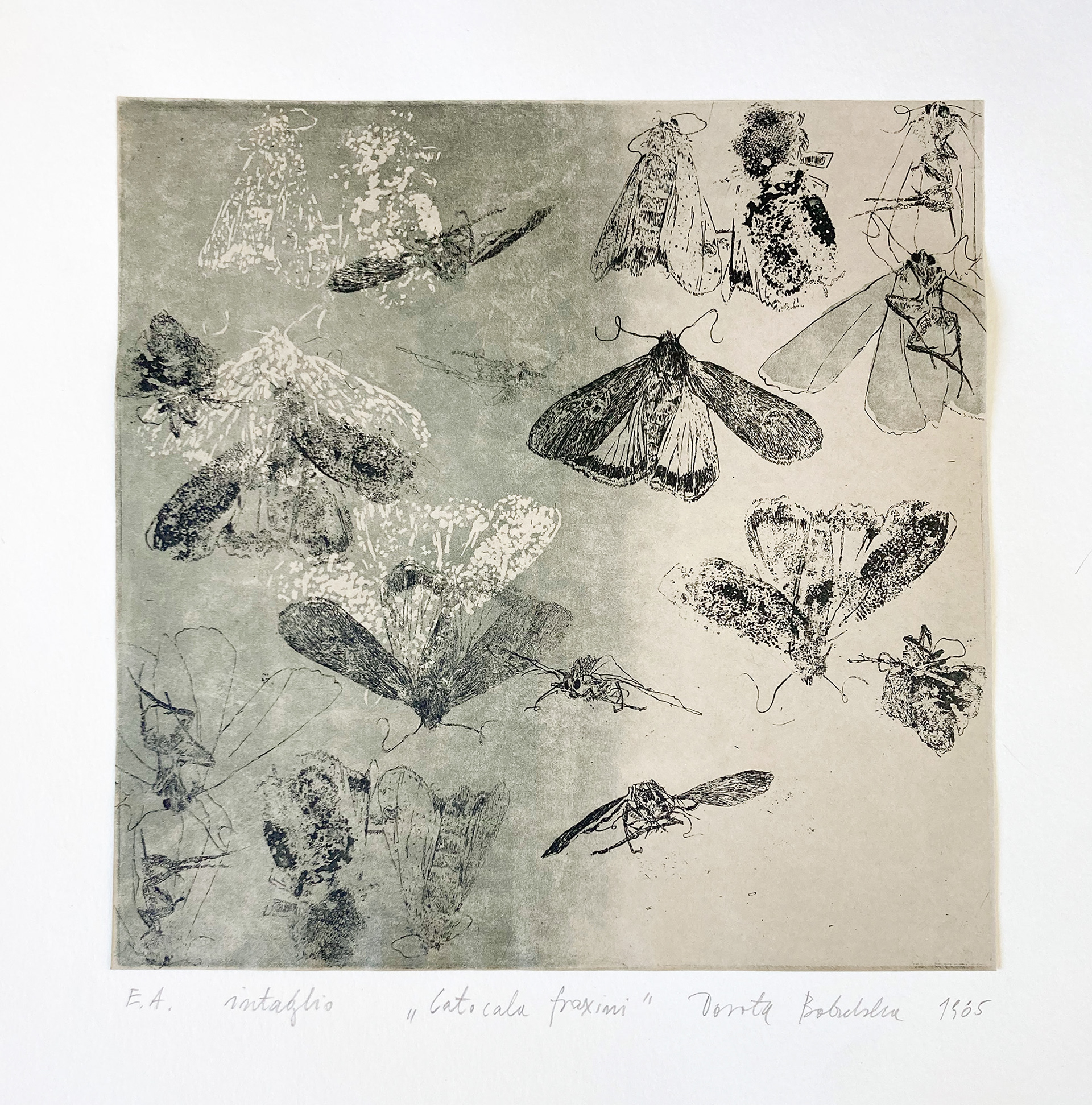 COTACOLA FRAXINI   |   19×19 cm   |   intaglio   |   320 zł