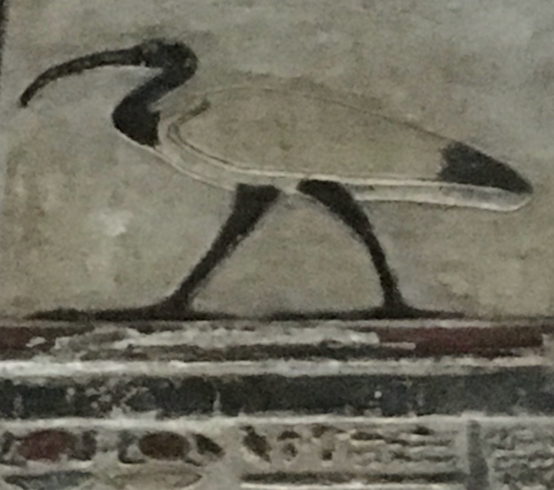 acred Ibis, Dendera Temple.
