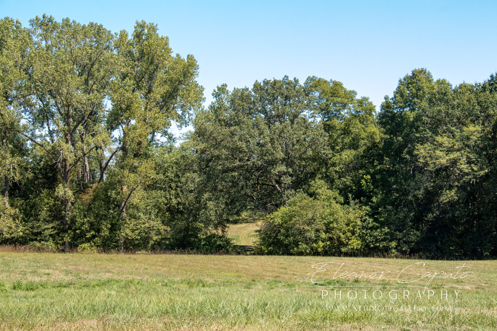 (7) More of your pastures