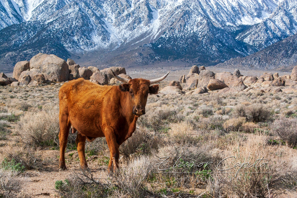 Cow base of Mt Whitney Lone Pine