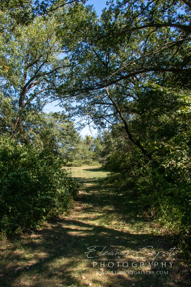 (6) path and small bridge leading to another large area