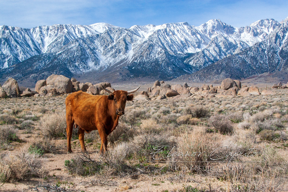 Cow base of Mt Whitney Lone Pine 2