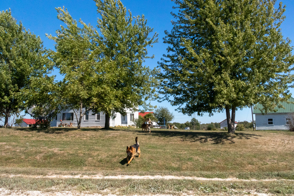 (28) frank's dogs LOL