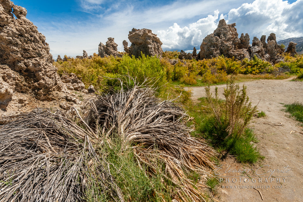 Mono Lake 2012 119