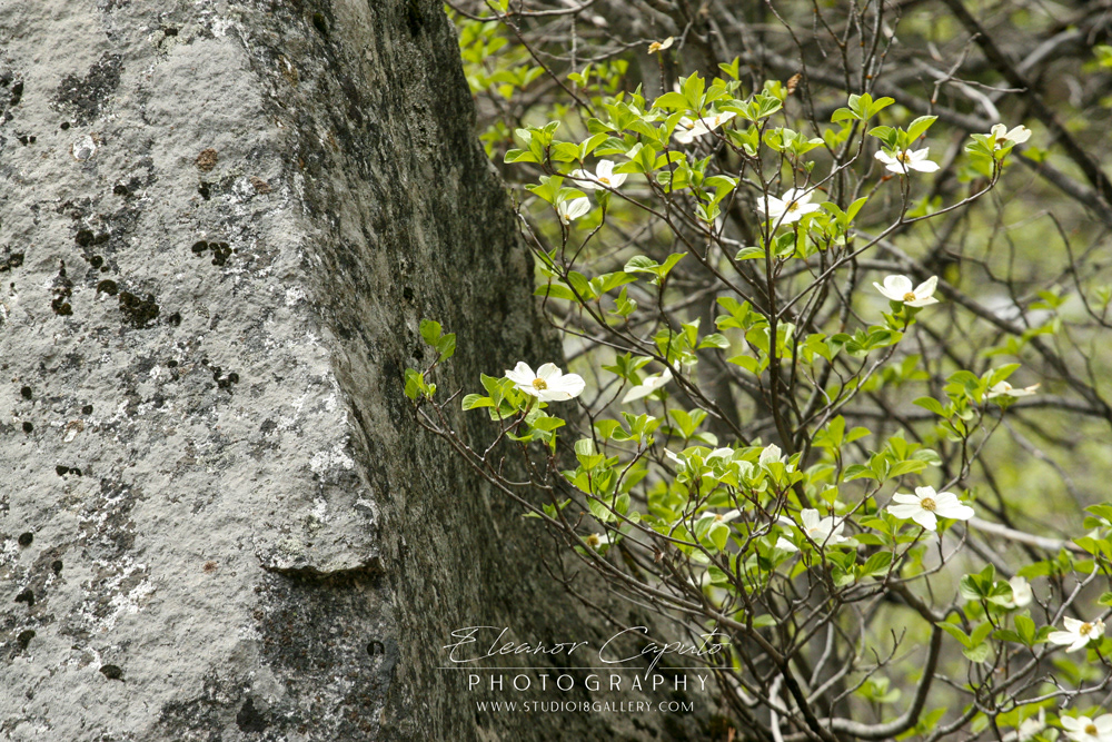 Yosemite Spring 2