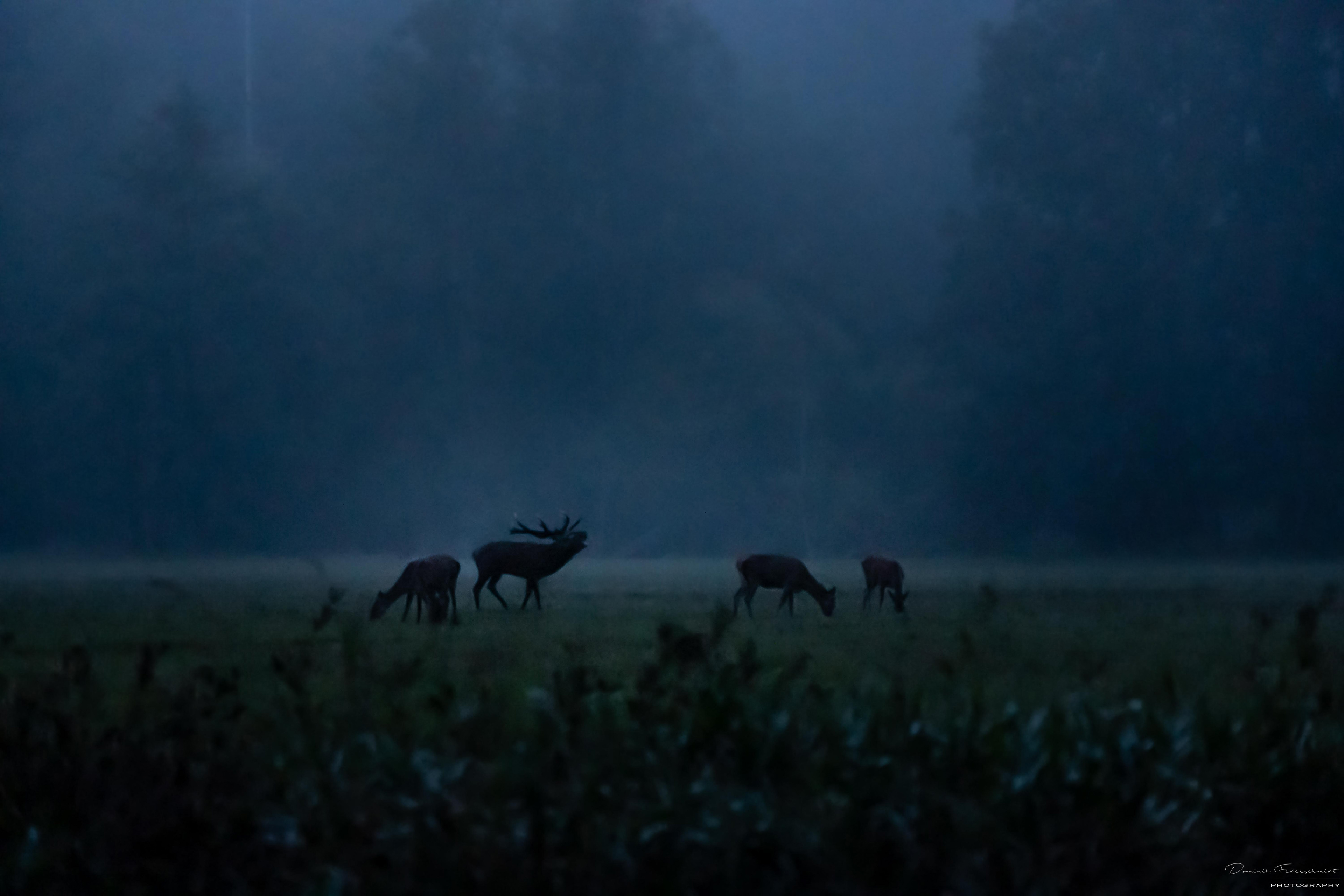 Deer