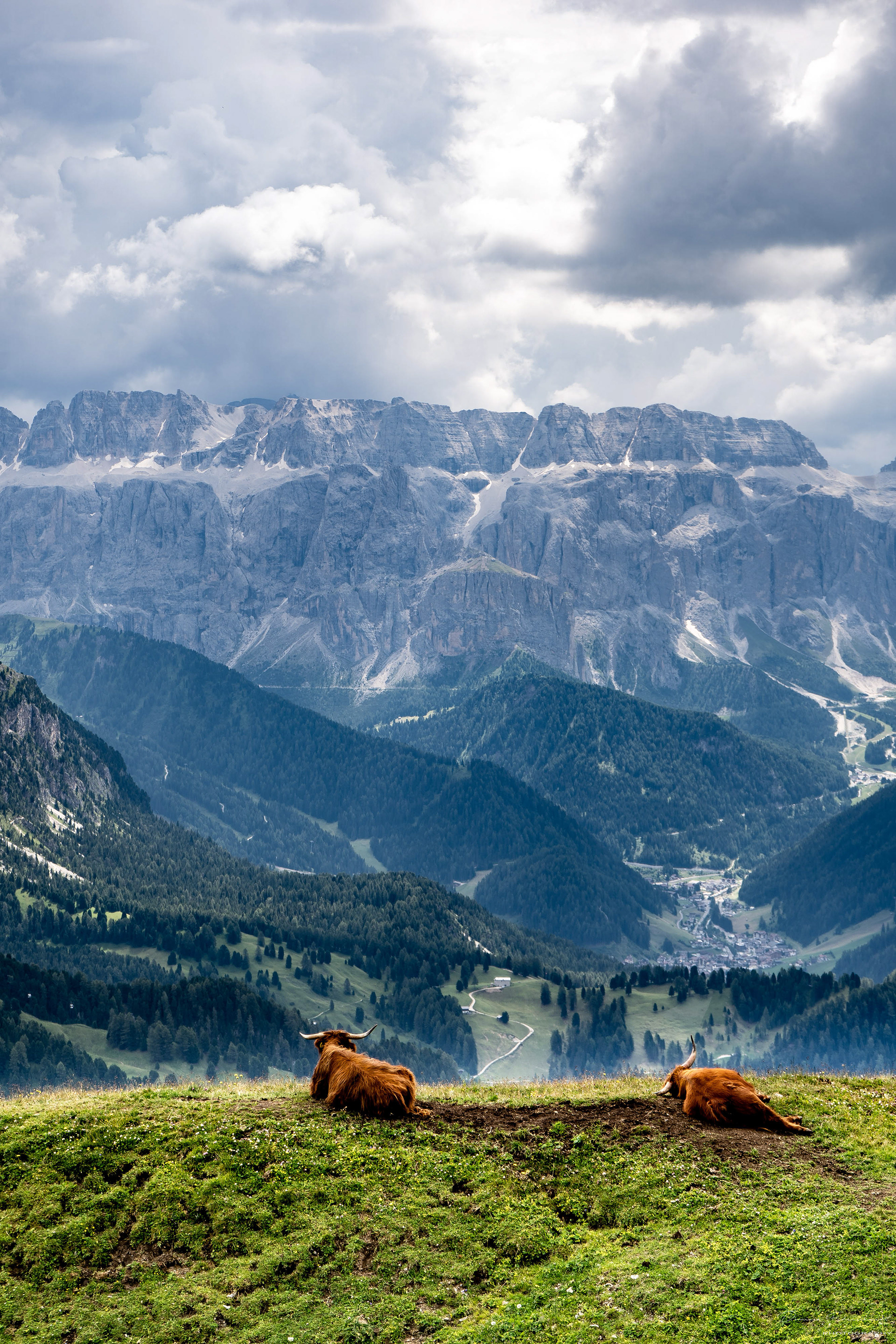 Dolomites, Cow, Sella