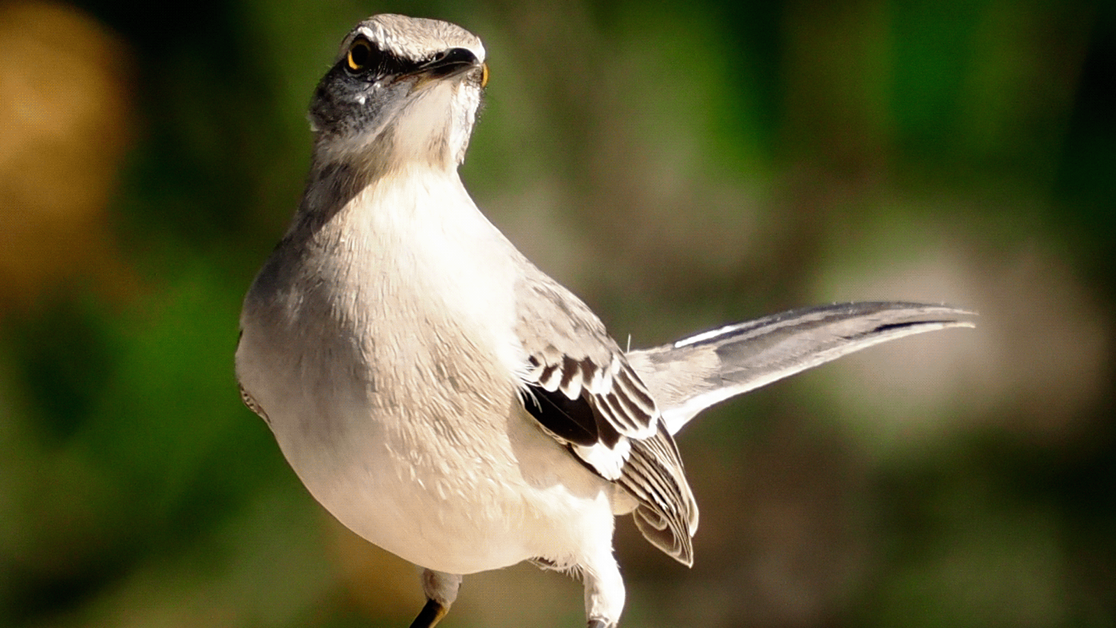 Jennifer Pool - North American Mockingbird