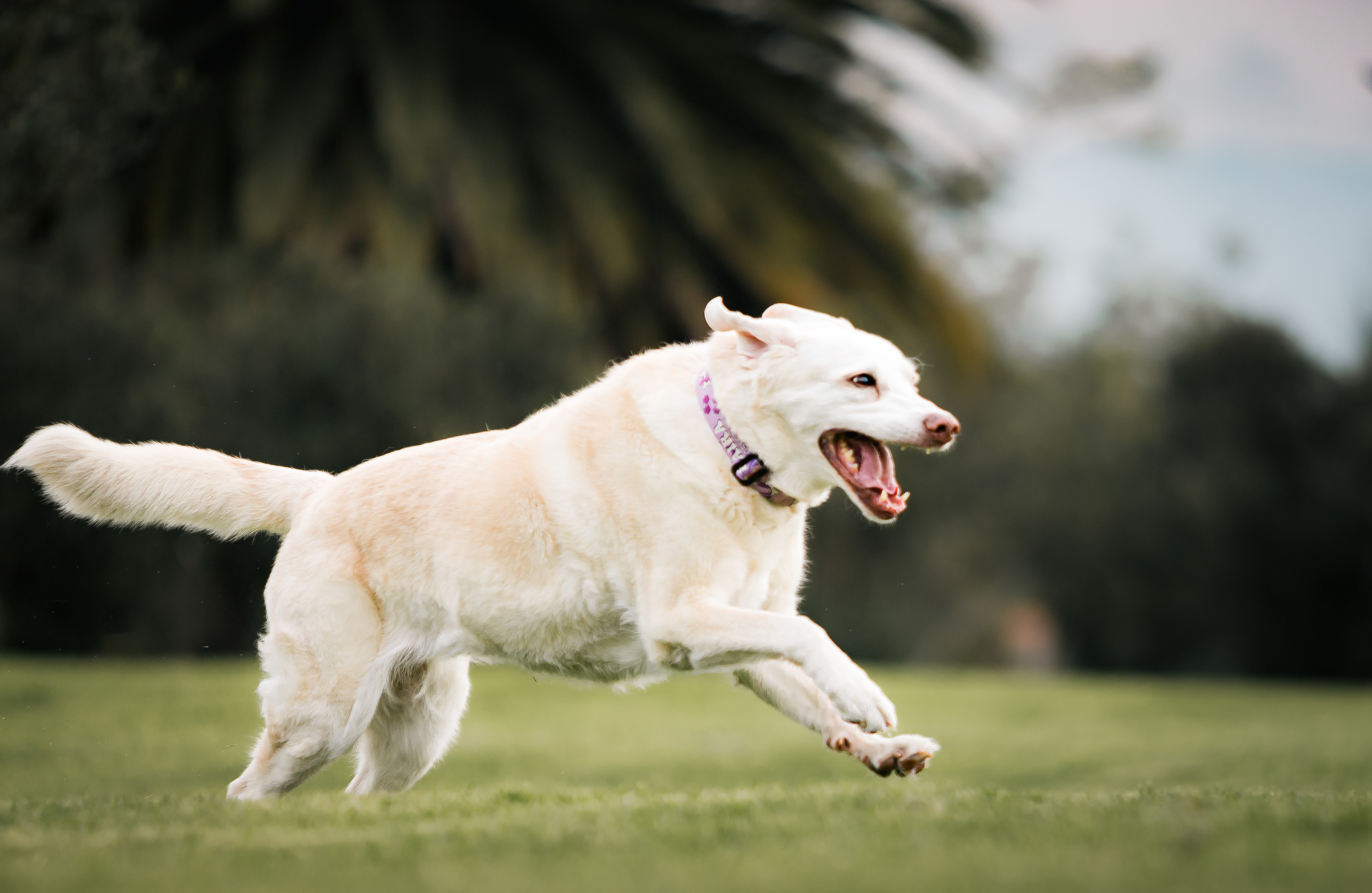 🐾 Retrato Salvaje Premium  Experiencia artística de alto nivel para crear imágenes únicas y memorias que trascienden.  Incluye:  Hasta 2 horas de sesión 30 fotos editadas premium 1–2 mascotas Fotos con dueños 1–2 locaciones Asesoría previa personalizada Libro fotográfico impreso (álbum premium)  Inversión:  $750.000  Upgrade:  Foto adicional: $12.000 c/u Pack 15 fotos extra: $150.000  👉 Agenda tu experiencia premium por WhatsApp 🐾