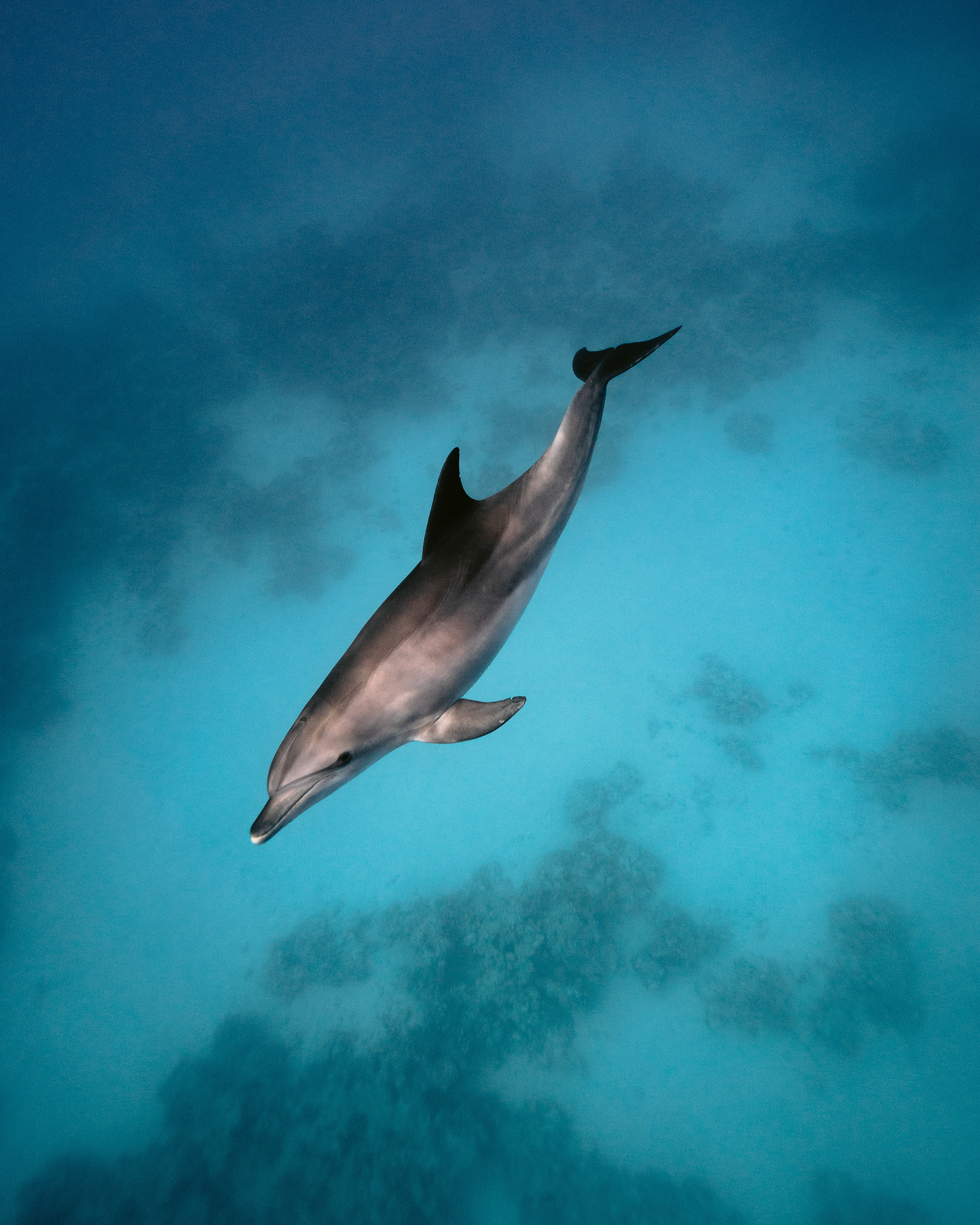 Dolphin photographed underwater