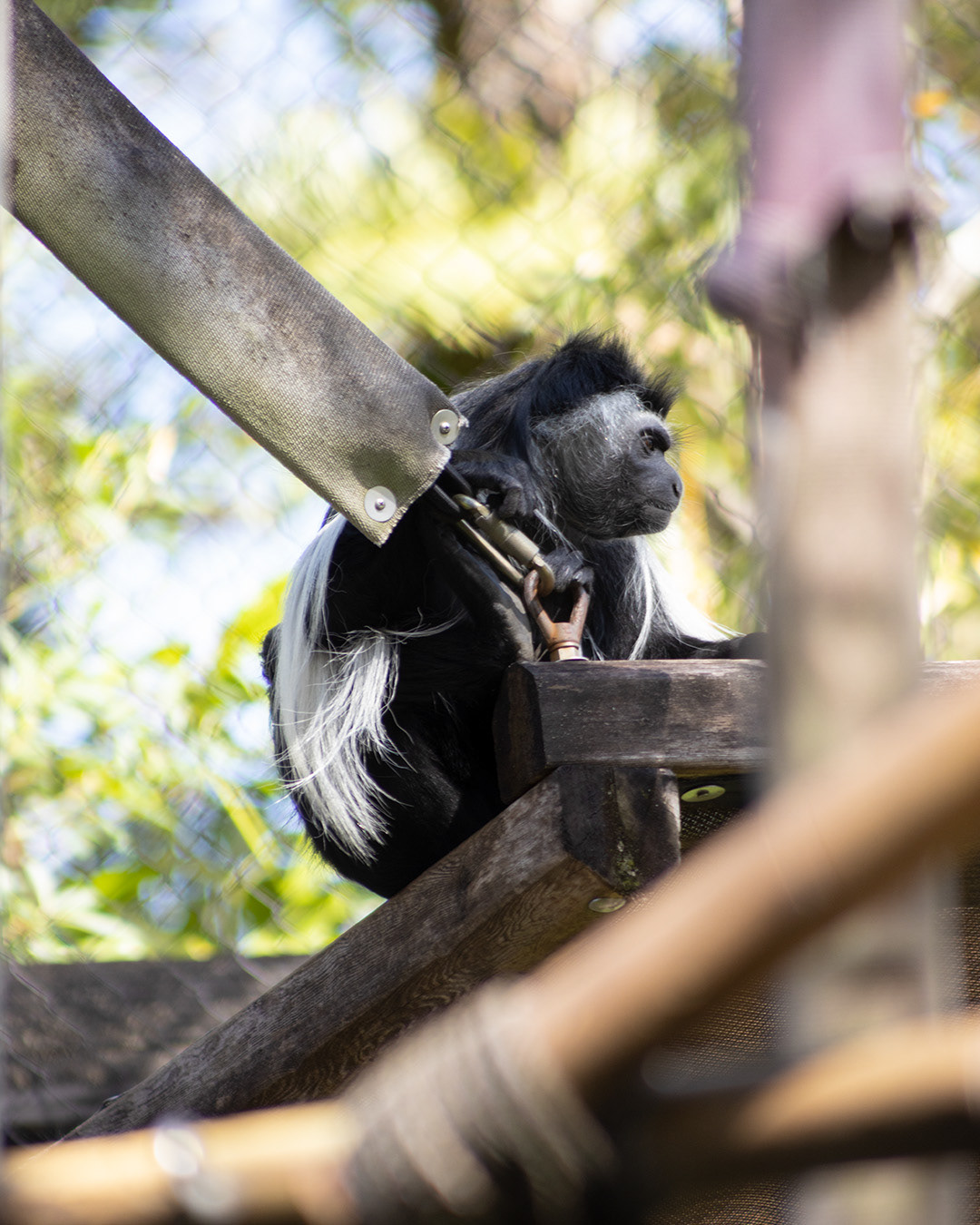 EF 75-300 f/4