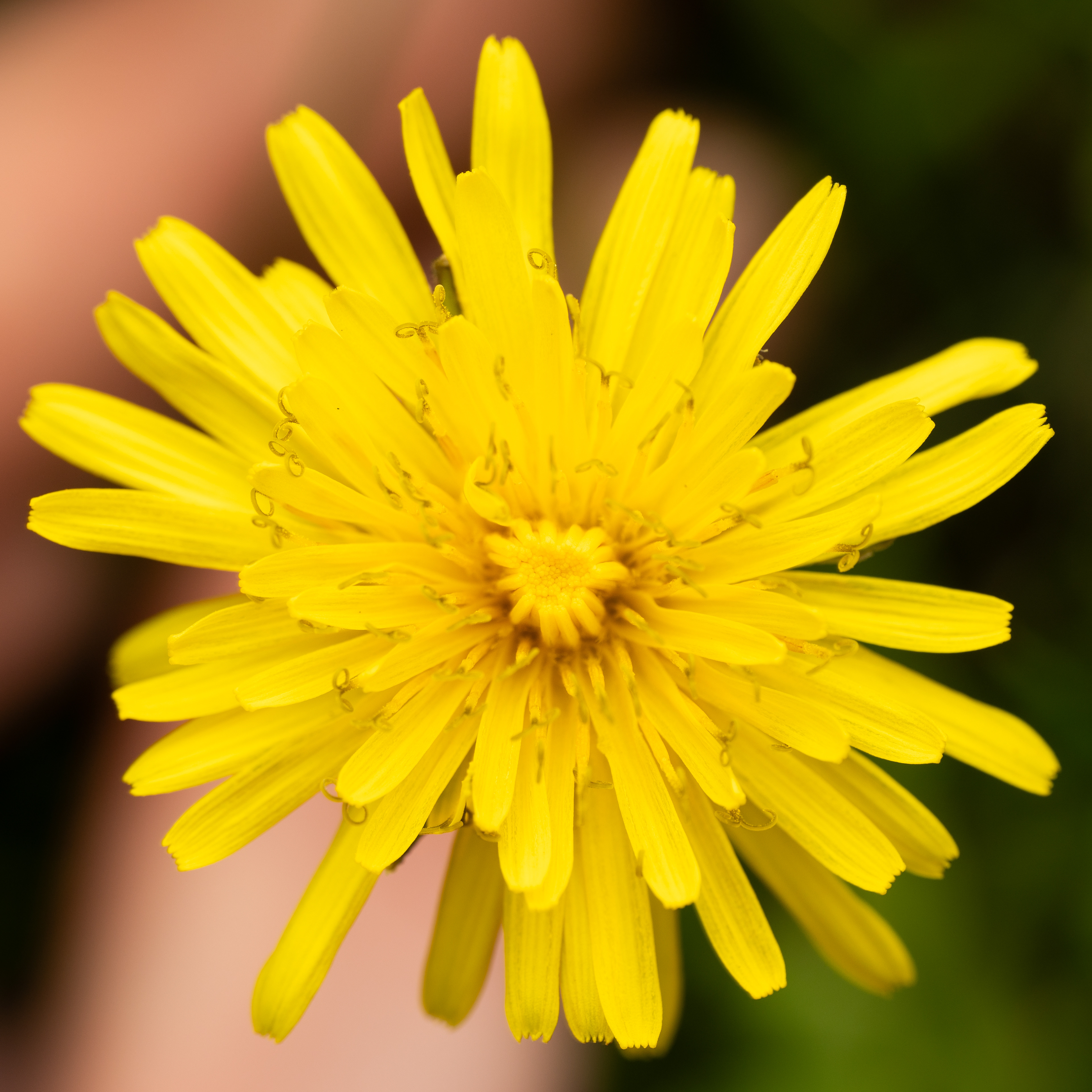 Dandelion - 5/6/2025