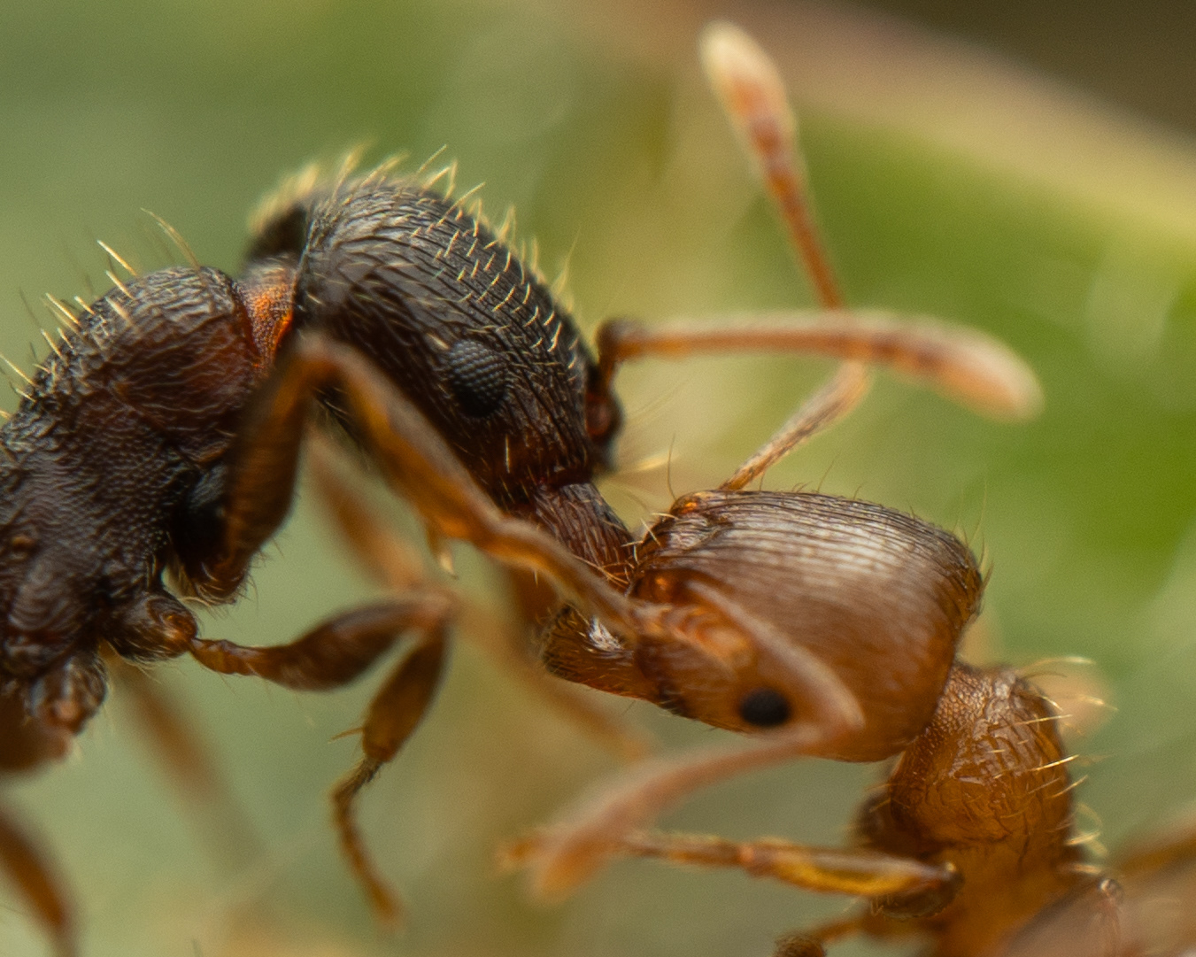 Ant Conflict - 5/6/2025