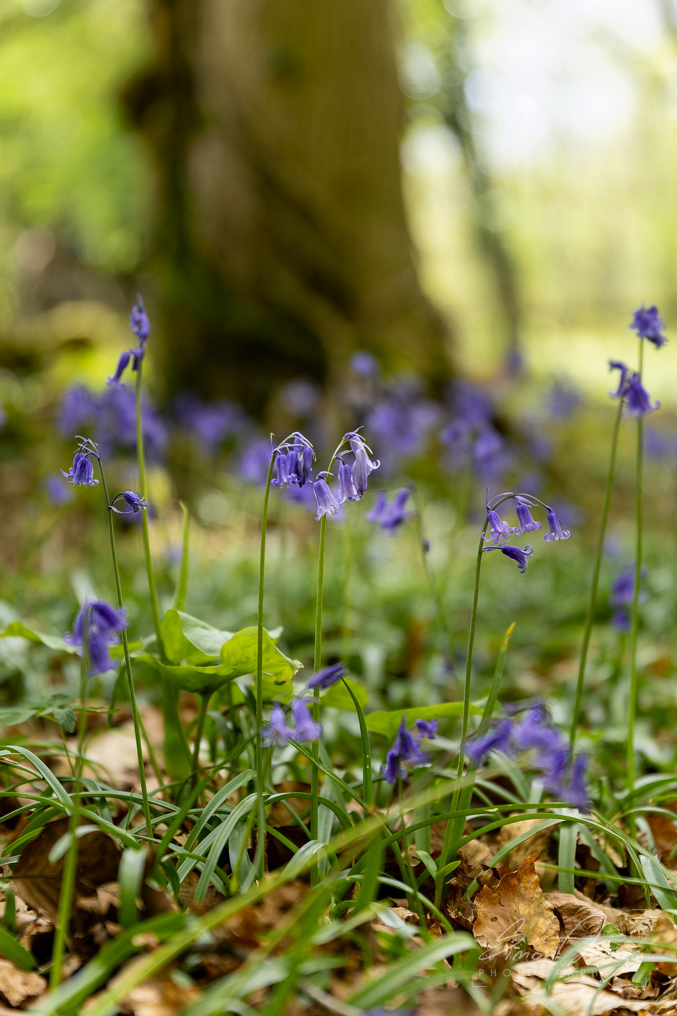 Bluebells - Standish Woods, Gloucestershire - 19/04/2026 - Simon Arinze Photography