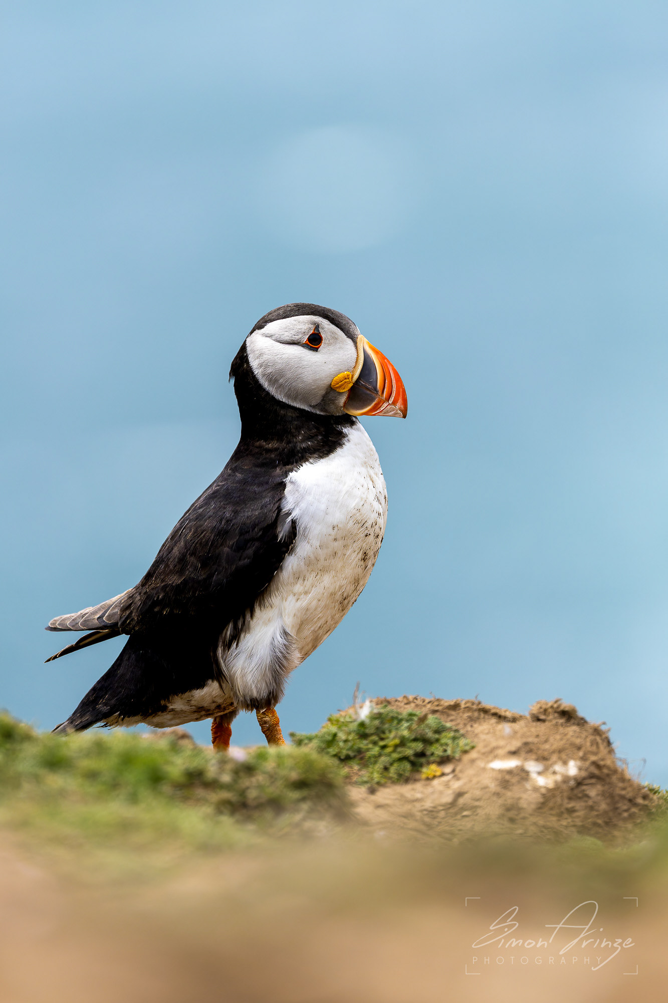 Skomer Island - 12/06/2026 - Simon Arinze Photography