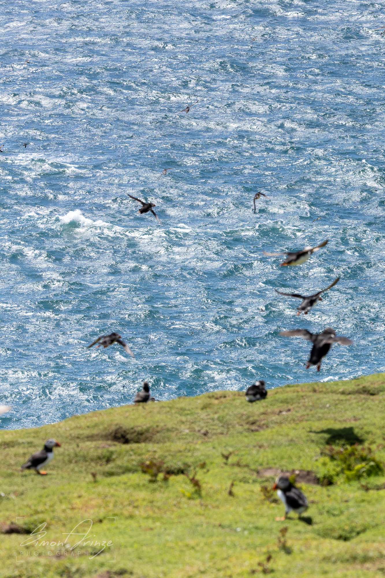 Skomer Island - 12/06/2026 - Simon Arinze Photography