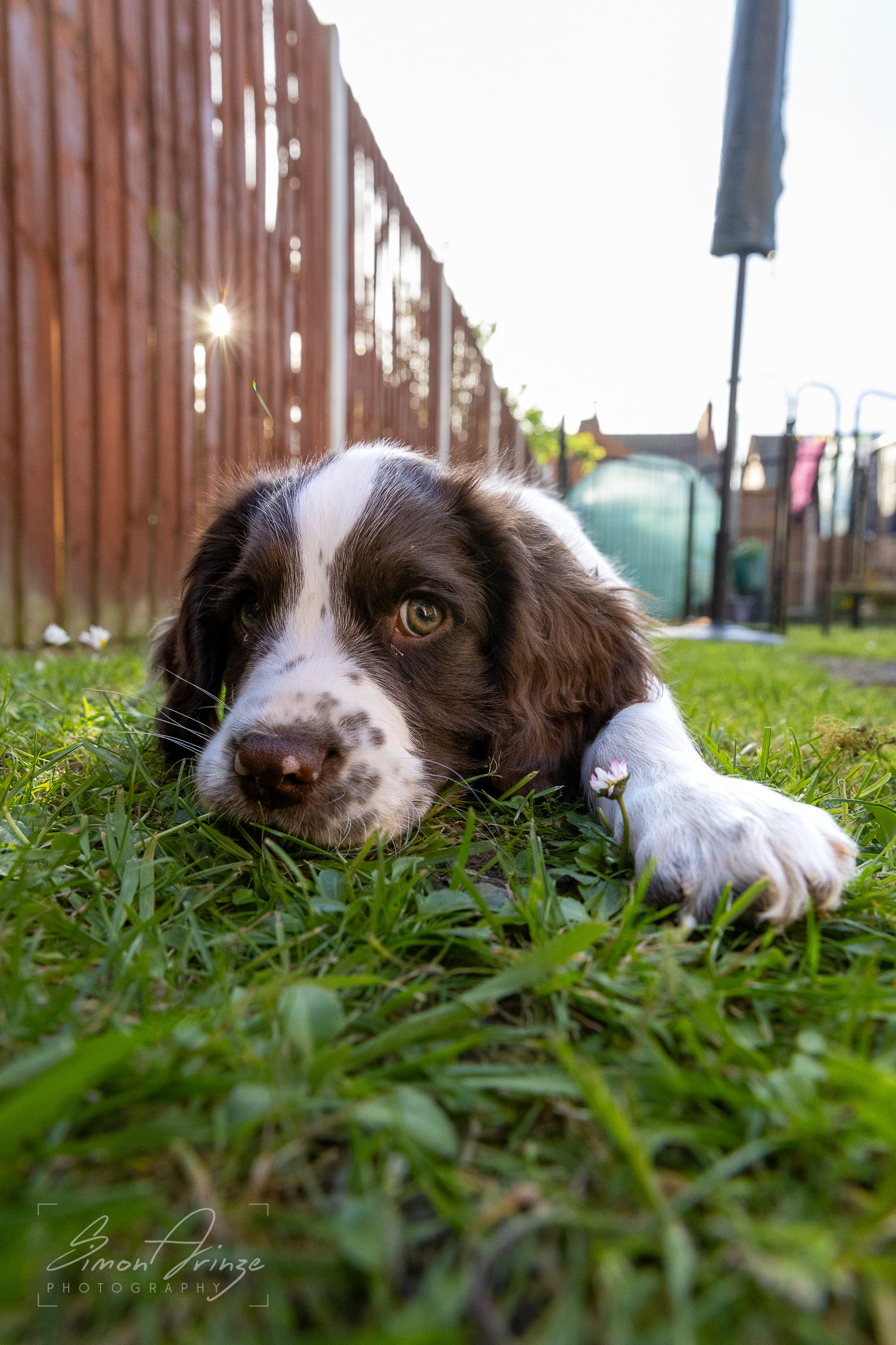 Stanley - 29/04/2026 - Simon Arinze Photography
